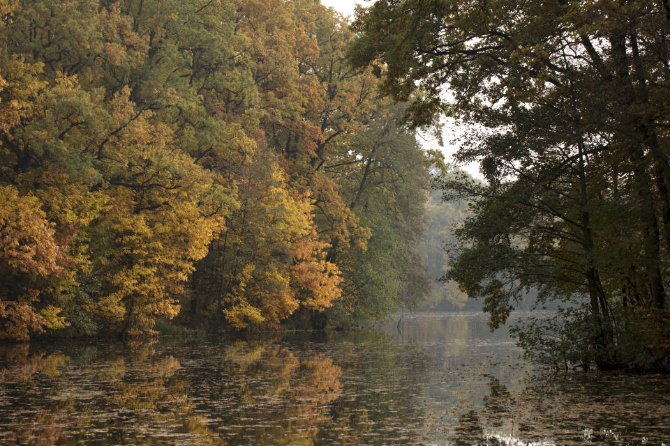 <p>Bialowieza se encuentra al noreste de Polonia, junto a Bielorrusia. De hecho, está dividido por la frontera entre ambos países y, a efectos prácticos, son dos parques diferentes. (Foto: Getty Images).</p> 