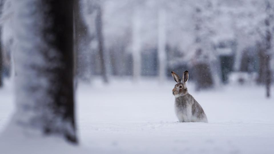 A rabbit sits on the ground as snow flakes fall around the animal during a storm in Regina on Nov. 7, 2023.