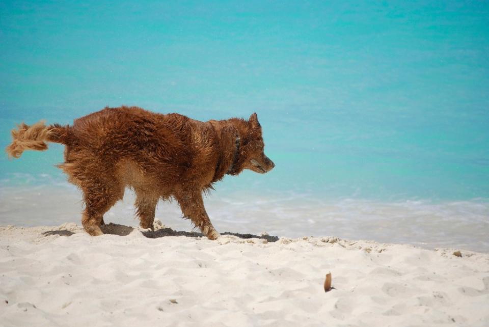 Dog shaking sand and water off its fur after swimming in the ocean via Getty Images