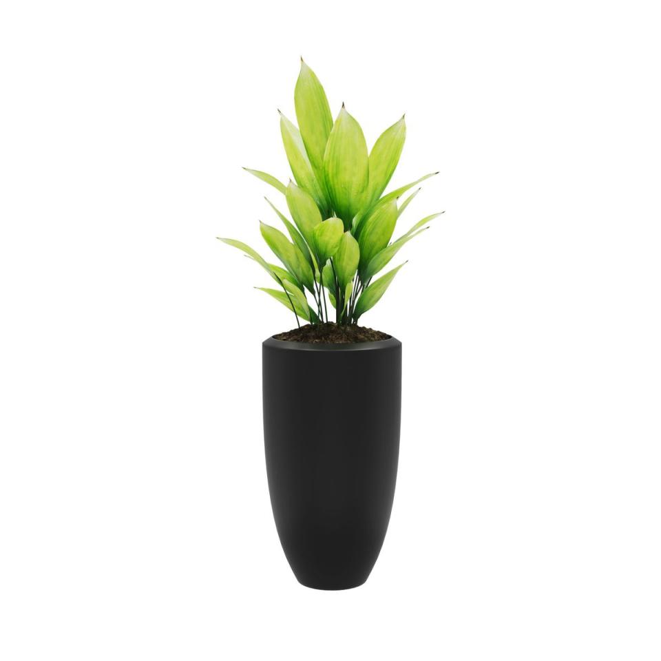 Decorative Cast iron plant planted in ceramic pot