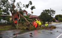 NSW SES workers pull snapped tree from road on Walters Road in Blacktown, Sydney. Photo: Matt Elliot