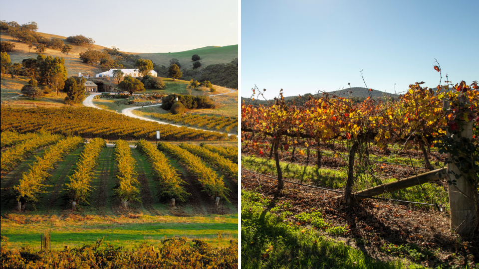 The wine regions of Barossa Valley and Mudgee have been tipped as two areas where property prices are set to grow. (Source: Getty)