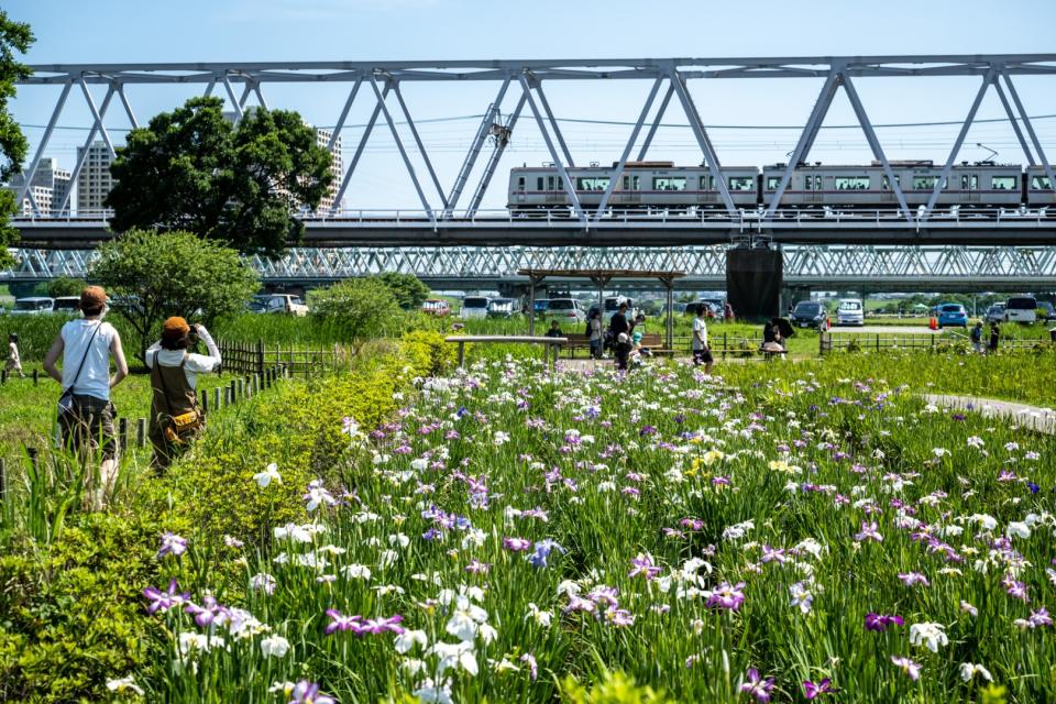 <span>Le jardin d'iris de Koiwa, dans le quartier d'Edogawa à Tokyo, le 17 juin 2023</span><div><span>Philip FONG</span><span>AFP</span></div>