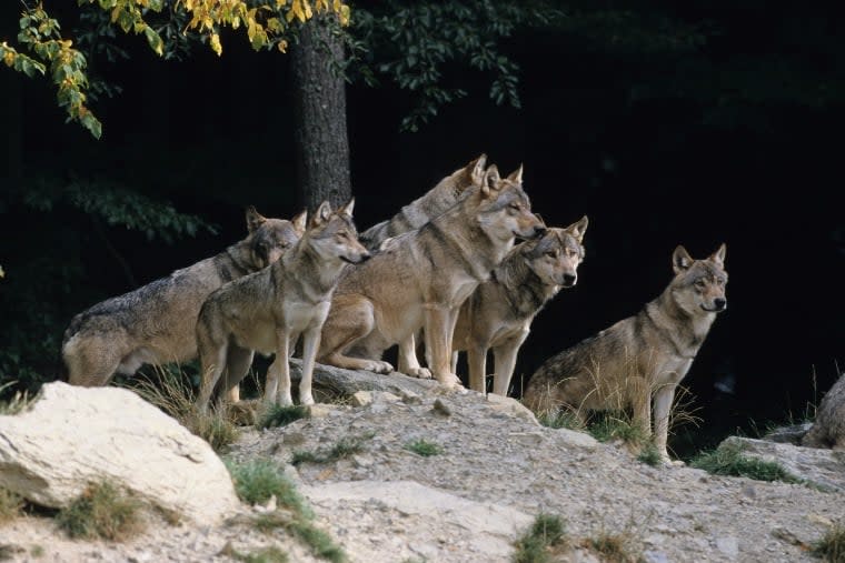 Reintroduced Colorado wolf packs are killing local dogs