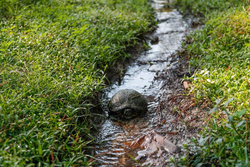 A turtle crawls along a drainage ditch from a pond on the LaVida Golf course to a canal.