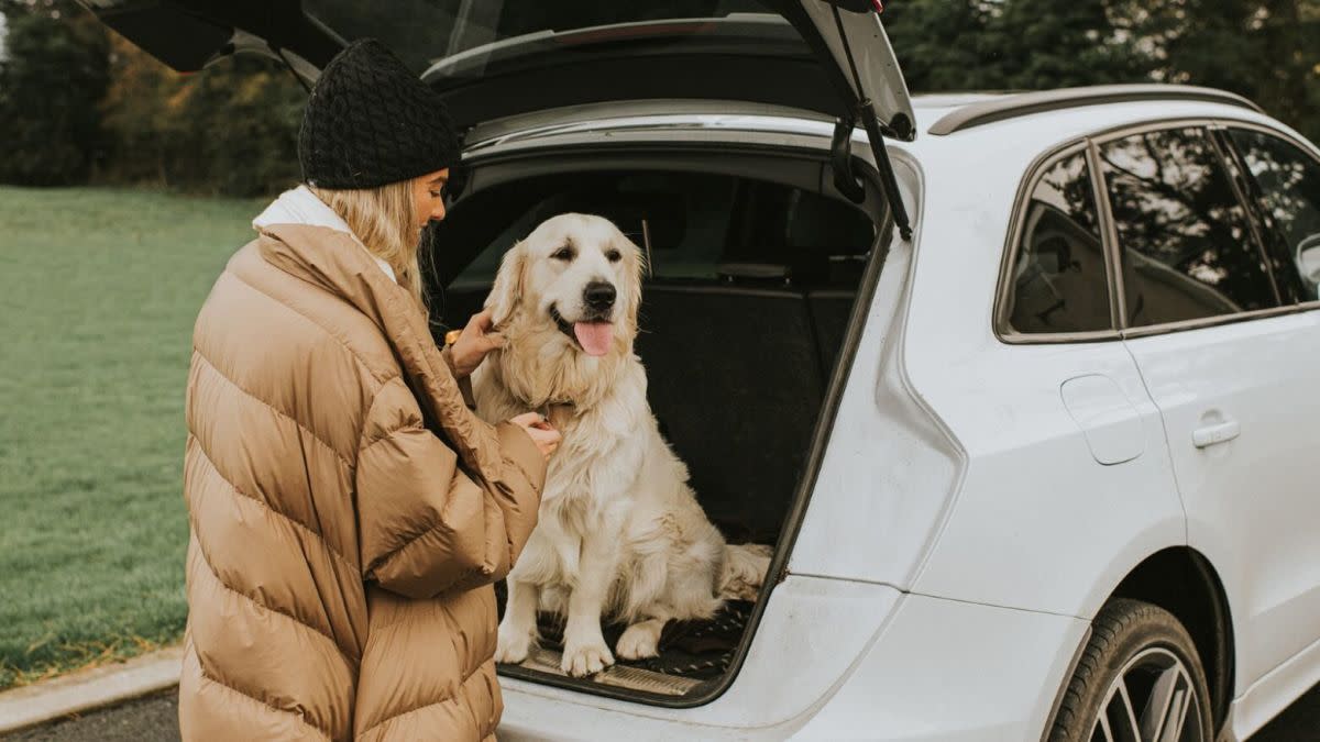 Don't forget to buckle up your dog for safety in the car, too!<p>Provided by Erie Insurance</p>