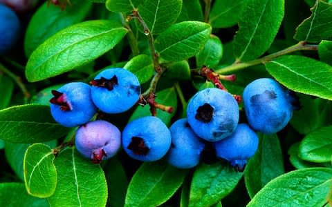 Blueberries - Credit: Alamy