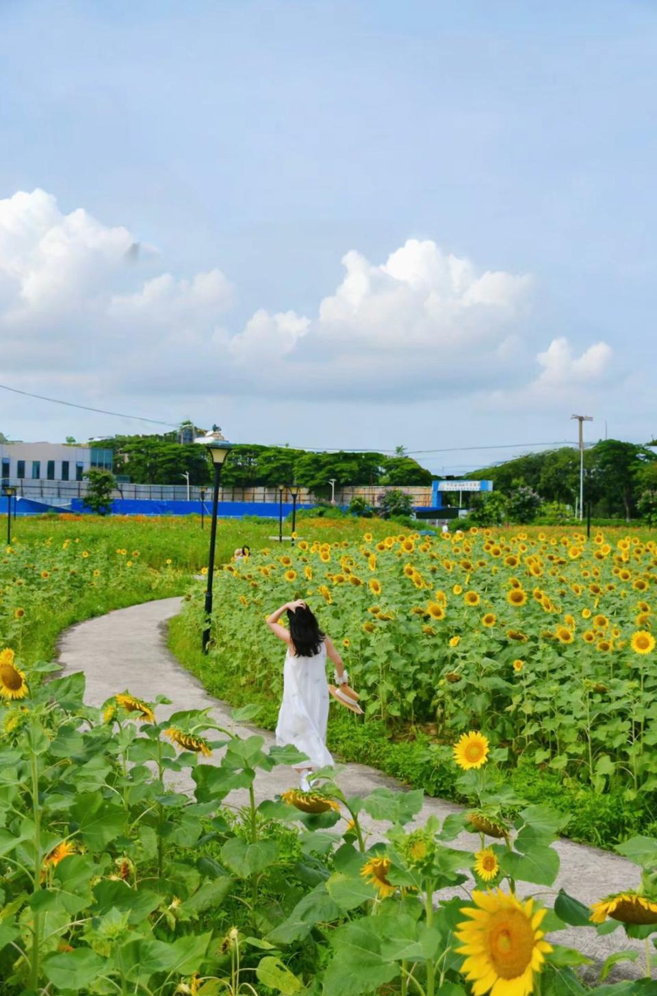 大灣區旅遊｜向日葵花海景點Last Call！等身高向日葵、與廣州塔同框、設露營桌椅打卡裝置、免費入場｜附前往方法