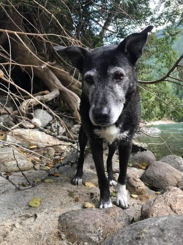 Sheba, a 16-year-old dog, wandered off in South Surrey, B.C., on April 1 and wasn't found until April 10.  (Sherri Storoshenko - image credit)