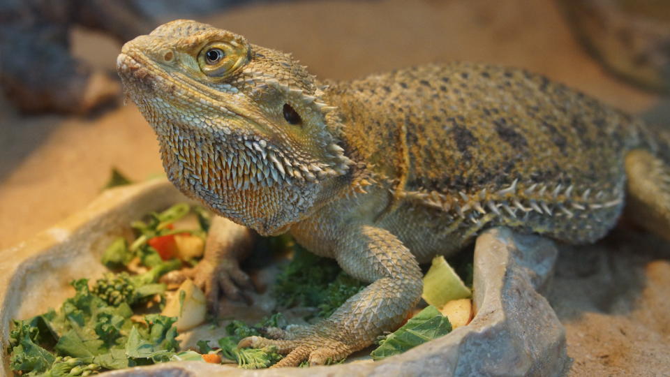 Bearded Dragon