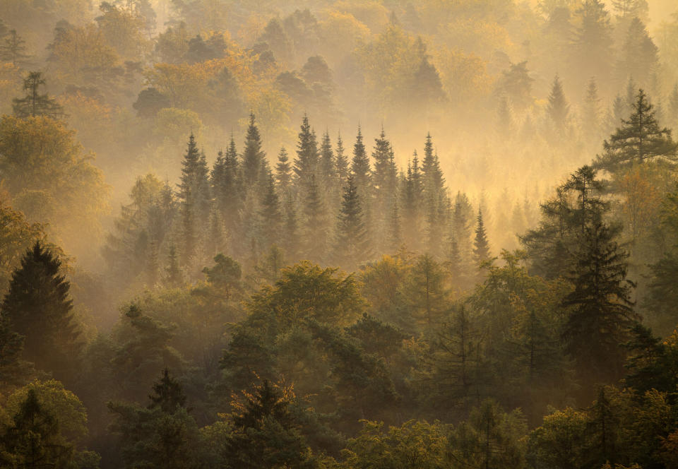 This photo was taken on Sept. 25, 2011 at 07:46 A.M. in Vorderweidenthal, a municipality in S¸dliche Weinstrafle district, in Rhineland-Palatinate, western Germany. (Photograph by David Sausse, <a href="http://travel.nationalgeographic.com/travel/traveler-magazine/photo-contest/2012/" rel="nofollow noopener" target="_blank" data-ylk="slk:National Geographic Traveler Photo Contest;elm:context_link;itc:0;sec:content-canvas" class="link ">National Geographic Traveler Photo Contest</a>) <br> <br> <a href="http://travel.nationalgeographic.com/travel/traveler-magazine/photo-contest/2012/entries/recent-entries/" rel="nofollow noopener" target="_blank" data-ylk="slk:Click here;elm:context_link;itc:0;sec:content-canvas" class="link ">Click here</a> to see all contest entries <br> <a href="http://travel.nationalgeographic.com/travel/traveler-magazine/photo-contest/2012/entries/wallpaper/outdoor-scenes-week-7/" rel="nofollow noopener" target="_blank" data-ylk="slk:Click here;elm:context_link;itc:0;sec:content-canvas" class="link ">Click here</a> for contest wallpapers