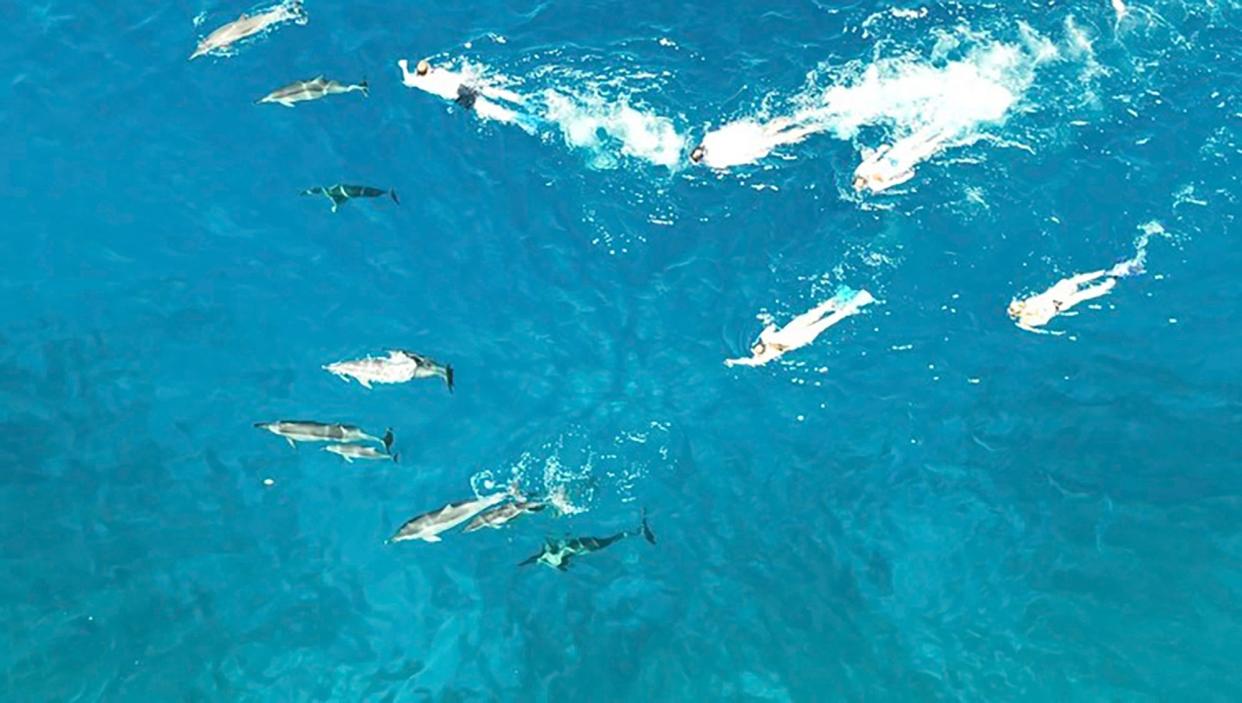 In this photo provided by the Hawaii Department of Land and Natural Resources, swimmers swim after spinner dolphins in Honanau Bay, Hawaii, March 26, 2023. Hawaii authorities say they have referred 33 people to U.S. law enforcement after the group allegedly harassed a pod of wild dolphins in waters off the Big Island.