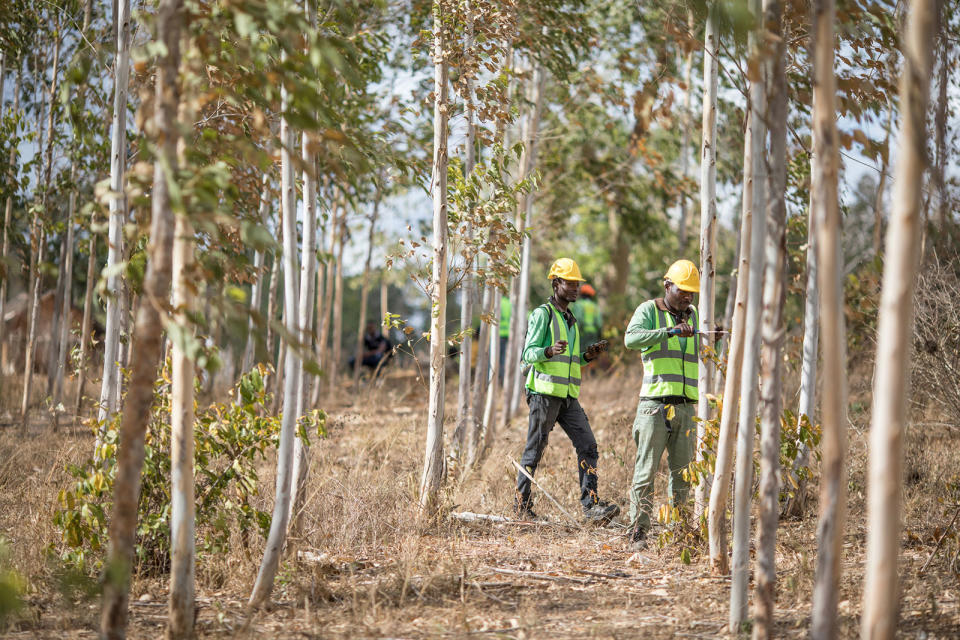Apple 與保護國際基金會和肯亞的可持續「小規模林業」公司 Komaza 攜手合作，支援他們在減炭、生物多樣性保育和社會經濟發展方面的工作，致力帶來正面影響。