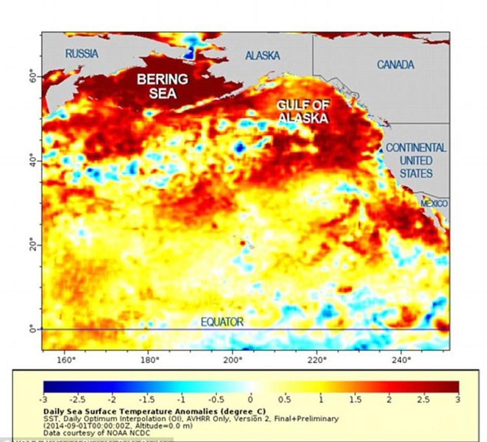 A map of the Pacific Ocean with huge swaths of red colors from the coast of North America to Russia.