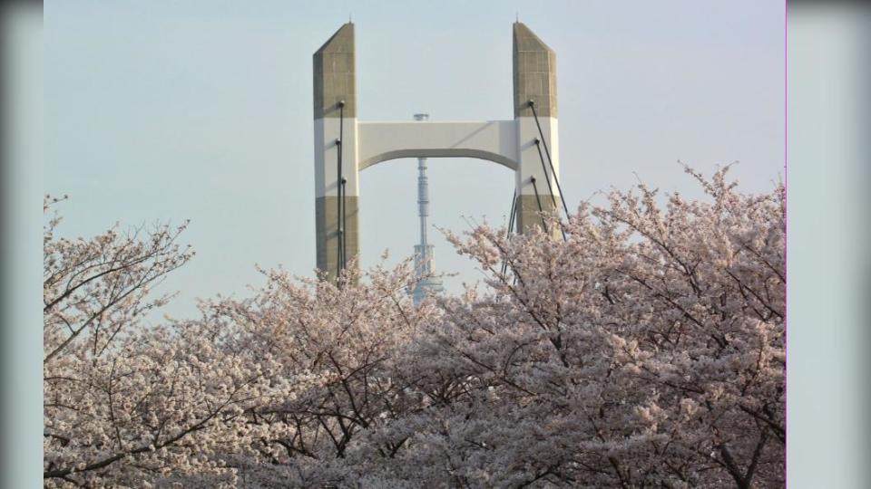 在木場公園可以捕捉到櫻花、木場大橋與東京晴空塔交疊的同框景緻。（圖 /木場公園 提供）