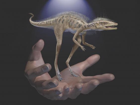 Kongonaphon kely could have fit easily in the human hands (Frank Ippolito/American Museum of Natural History)