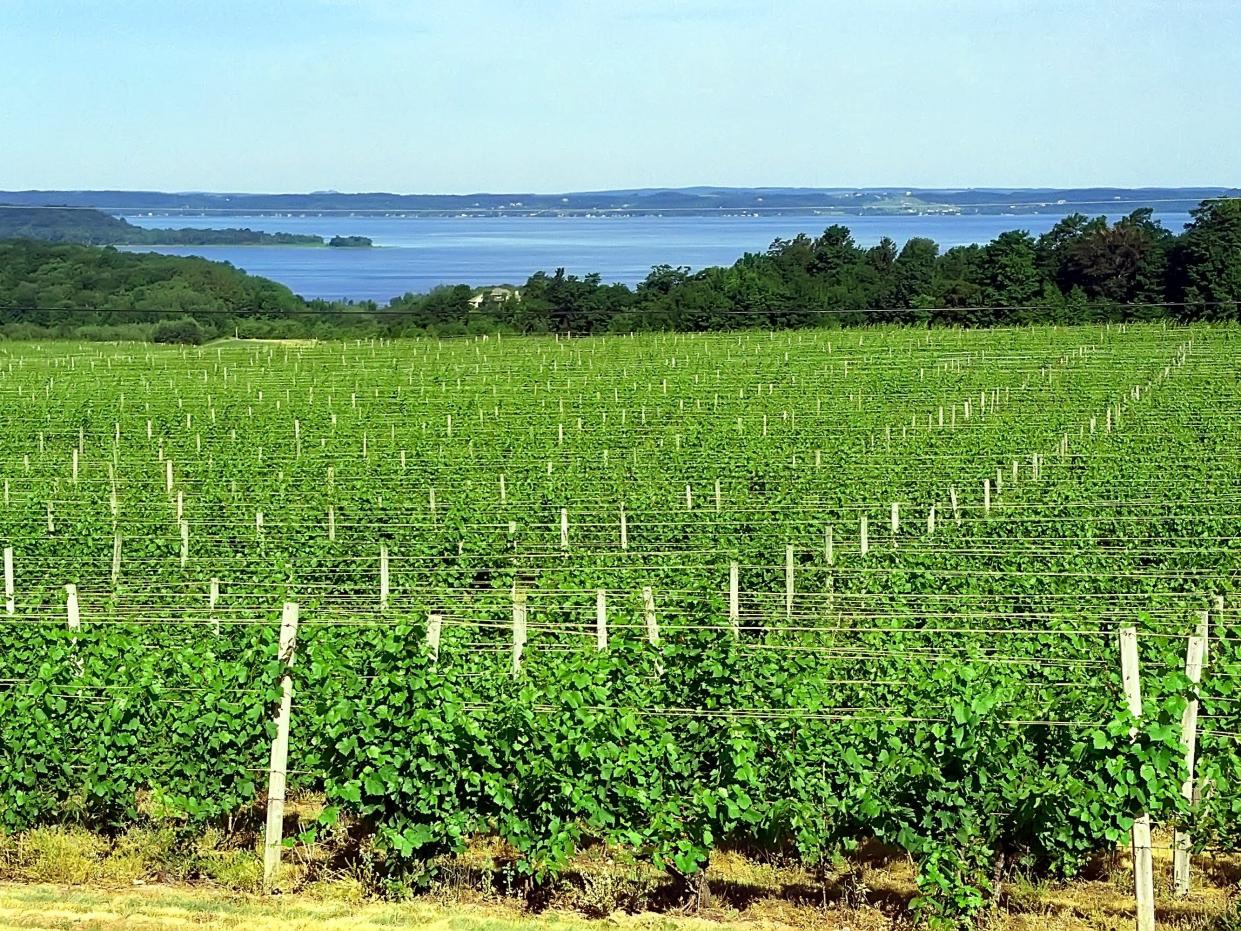 vineyard in traverse city michigan