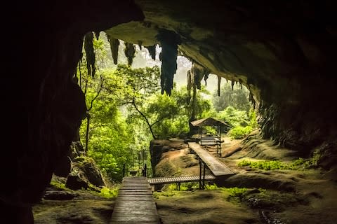 Borneo's Sarawak forest - Credit: iStock