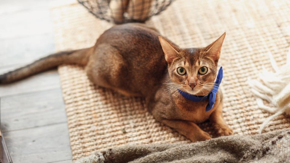 13. Abyssinian