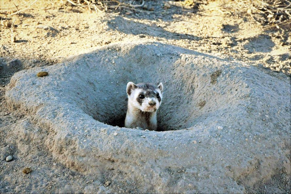 A black footed ferret peeks out from a prairie dog hole after being released at the Pueblo Chemical Depot. The critter had a bit of dirt stuck to its face after taking a look around the new digs.