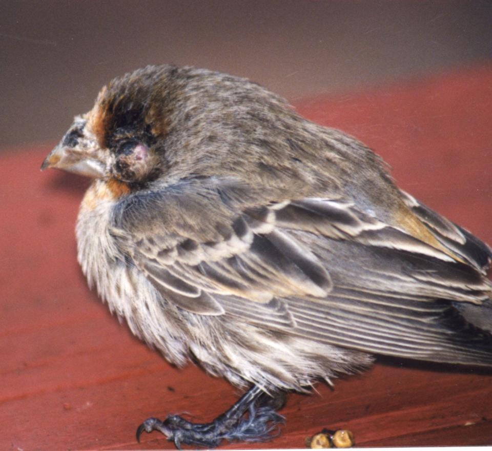 House finch with avian pox