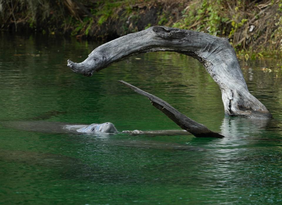 A manatee pops its nose out of the water at Blue Spring State Park in Orange City on Monday, Nov. 27, 2023. Cooler temps should mean more manatees in the spring.