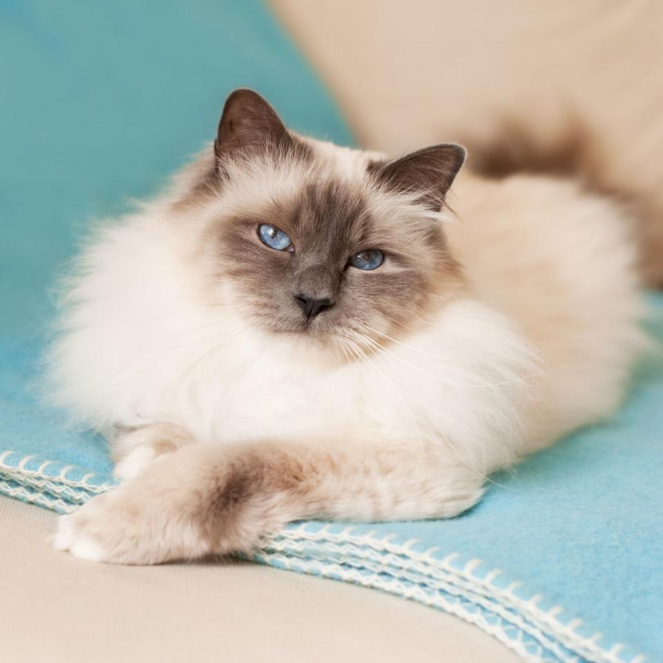 Birman