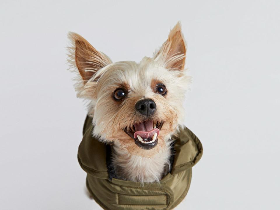 River Island’s new RI Dog collection includes coats, jumpers, leashes and other dog accessories (River Island)