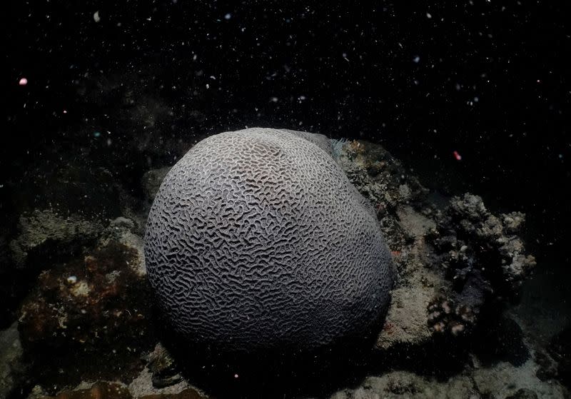 A lesser valley coral releases eggs and sperm in the waters off Man Nai Island