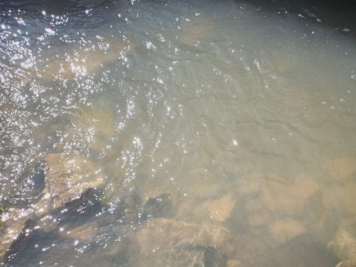 LeCointre's Brook near Mainland is a secondary water source for people in the community. With the area's primary reservoir almost dried up, the community's local service district has shut off its water over concerns it's unsafe to drink. (Submitted by Dwight Cornect - image credit)