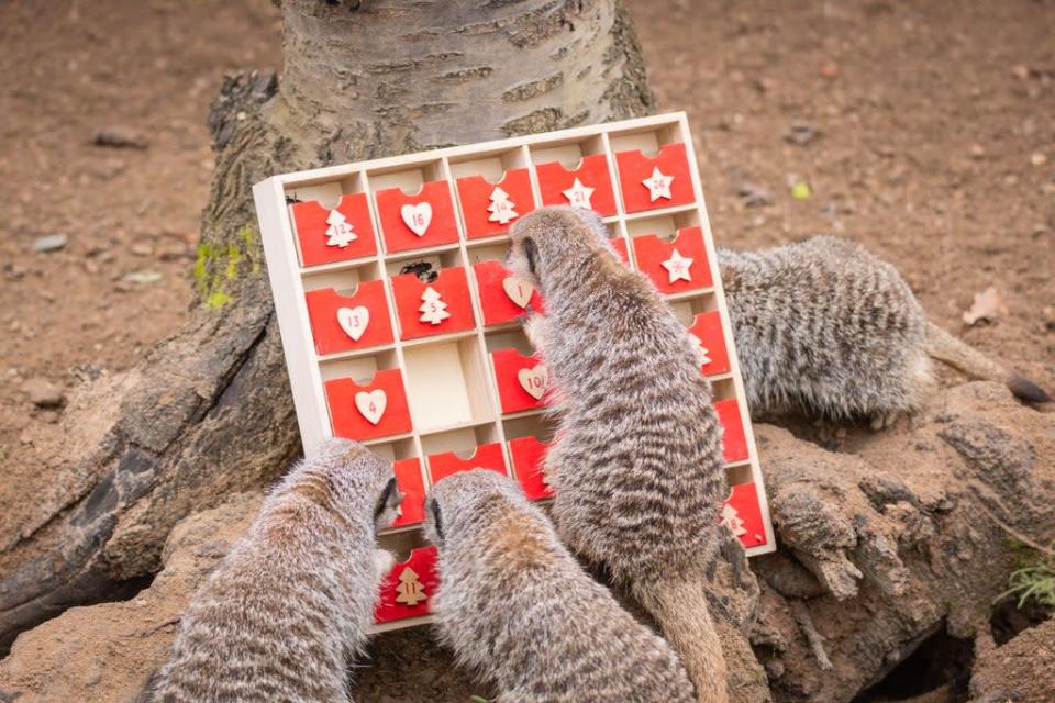 Zookeepers at the Zoo gifted a specially-made festive calendar to the furry family filled with their favourite snack &#x002013; crickets (ZSL London Zoo/PA)