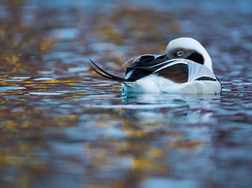 "Duck of Dreams" by Carlos Perez Naval. A duck swims on a pond.