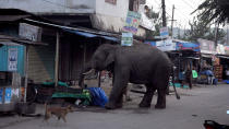 <p>Ein wilder Elefant hat bei Baragoan, nahe der indischen Stadt Guwahati, für ein Verkehrschaos gesorgt. Der Elefantenbulle, der eigentlich im „Amchang Wildlife“-Schutzgebiet lebt, war auf der Suche nach Nahrung durch die Straßen gezogen und hatte einigen Menschen mit seinem Besuch einen ordentlichen Schrecken eingejagt. (Bild: Anuwar Ali Hazarika/Barcroft Images/Barcroft Media via Getty Images) </p>