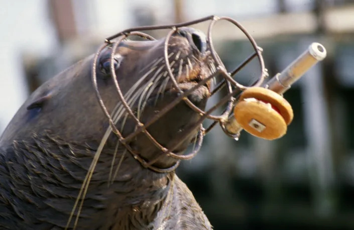 A marine mammal is fitted with a cage and instrument during training to search for mines and saboteurs in the Crimean Peninsula in 1992.