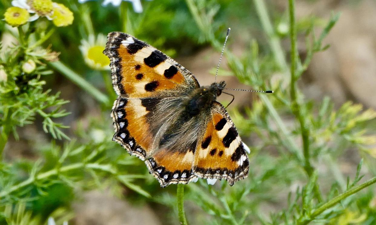 <span>Although numbers of the small tortoiseshell fell in England, Wales and Scotland, it had its second-best year on record in Northern Ireland.</span><span>Photograph: Geoffrey Swaine/Rex/Shutterstock</span>