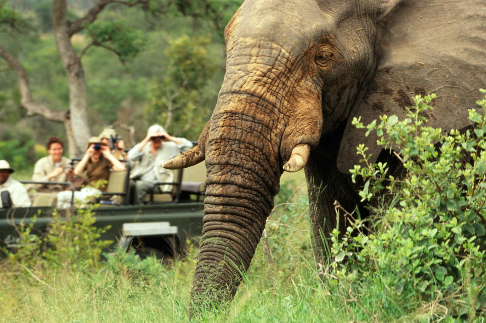 In Südafrika wurde ein berüchtigter Großwildjäger erschossen aufgefunden. (Symbolbild: Getty Images)