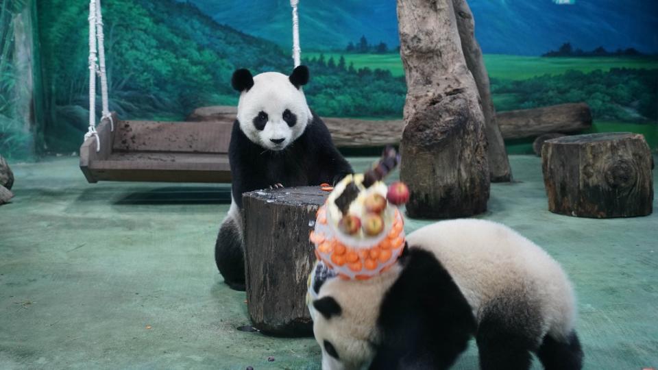 大貓熊圓圓失手把蛋糕砸到女兒頭上。（圖／台北市立動物園提供）