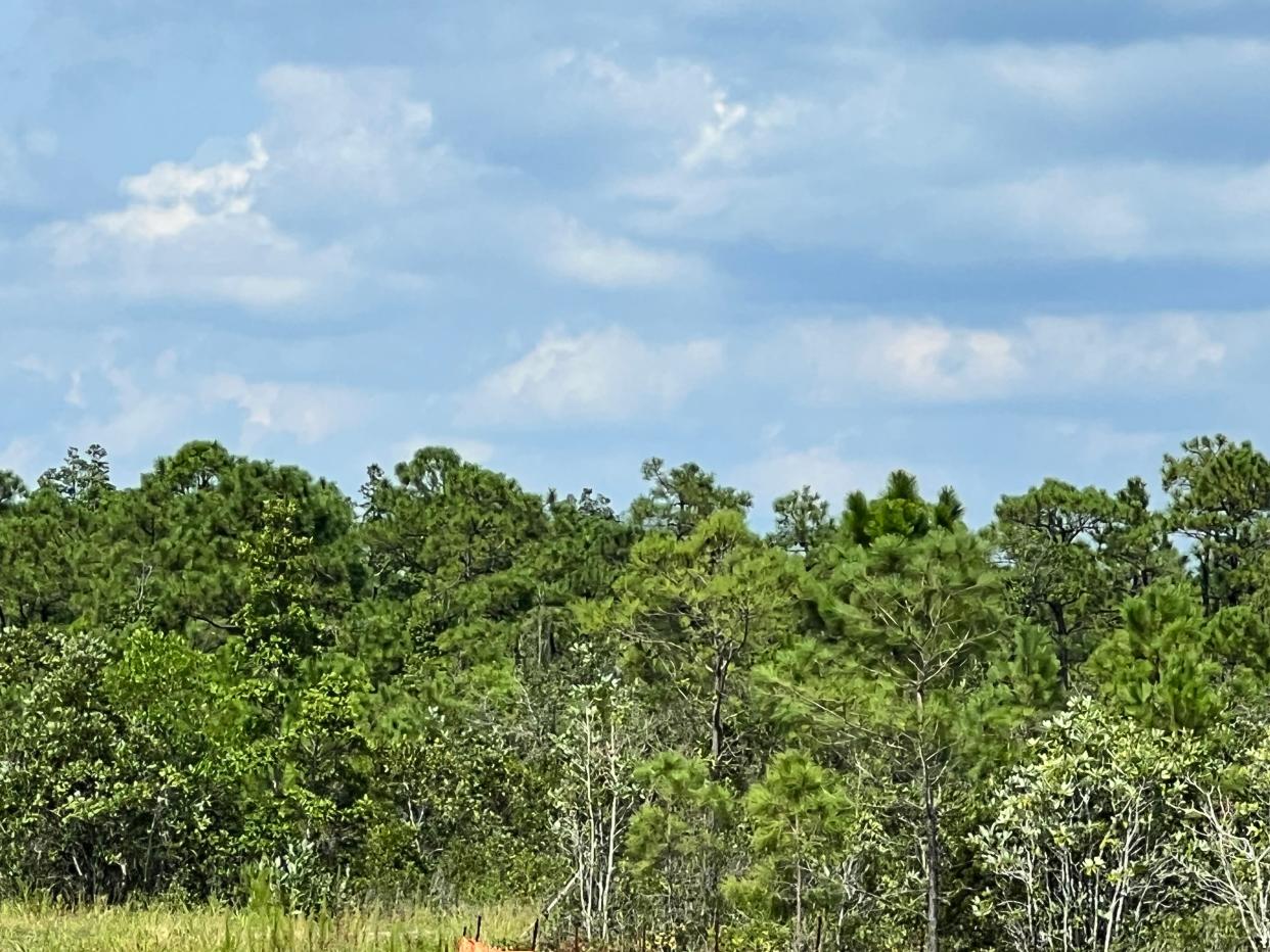 Unique Places to Save, a nonprofit organization with a mission to conserve and protect "high-quality aquatic resources" has submitted a grant application to purchase this tract of land along N.C. 211 and N.C. 133 between Southport and Boiling Spring Lakes.