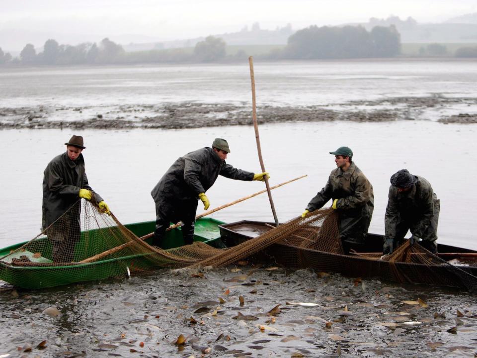 Fishermen Fish Czech Republic