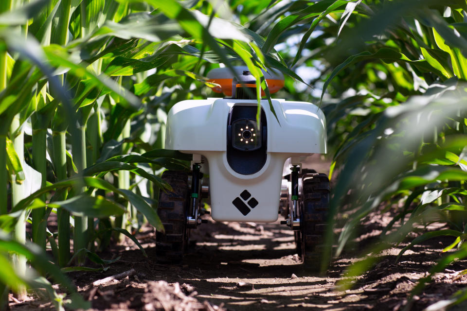 Una fotografía proporcionada por la Universidad de Illinois muestra un TerraSentia en un campo dedicado a la investigación en Farmer City, Illinois. (Instituto de Biología Genómica/Universidad de Illinois vía The New York Times)