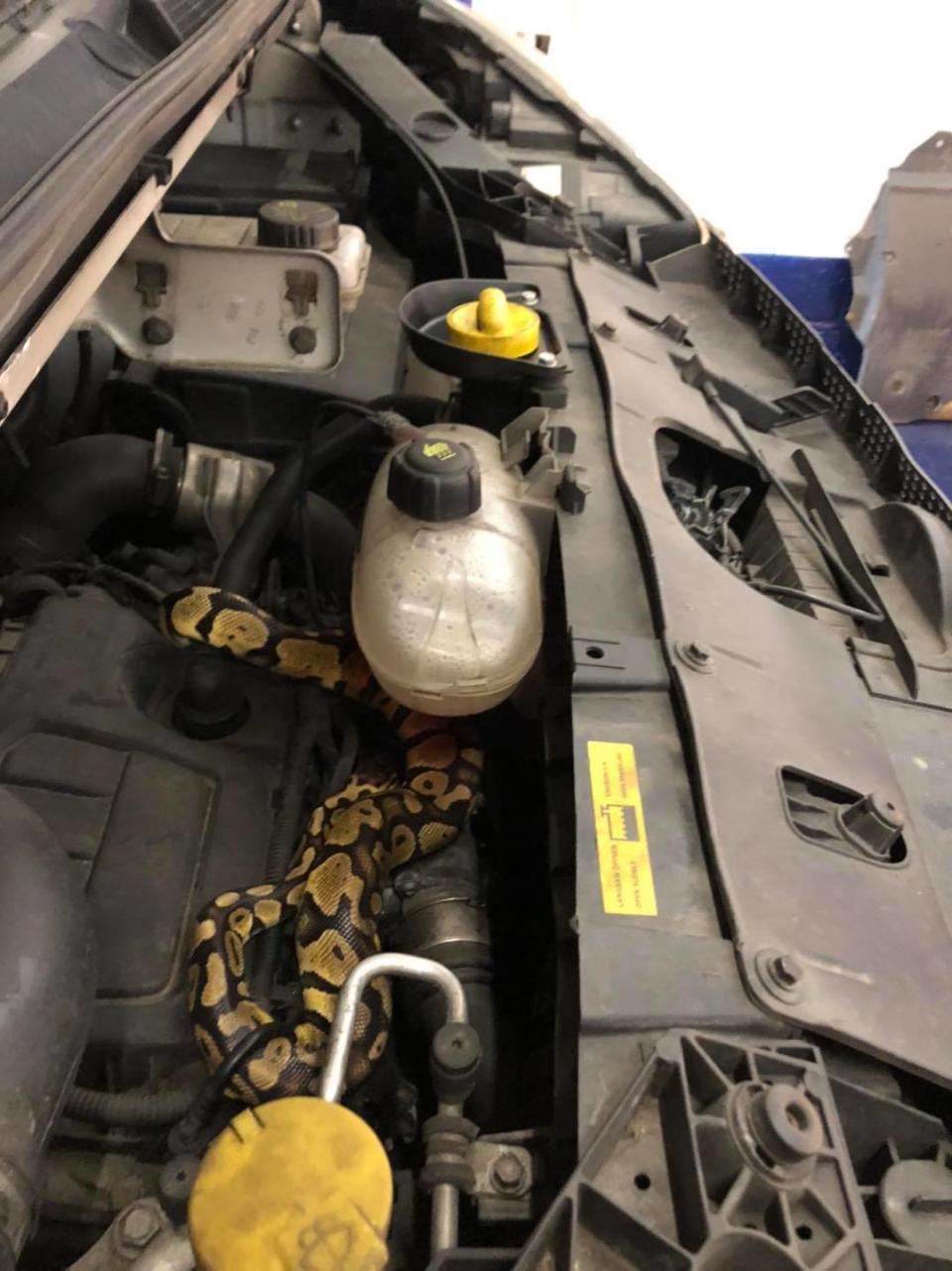 The snake was discovered during an MOT