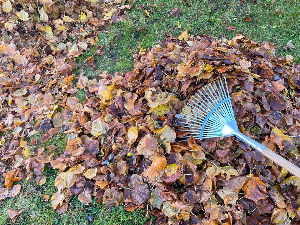 Not raking and bagging your leaves this fall may be beneficial to your yard, experts say.