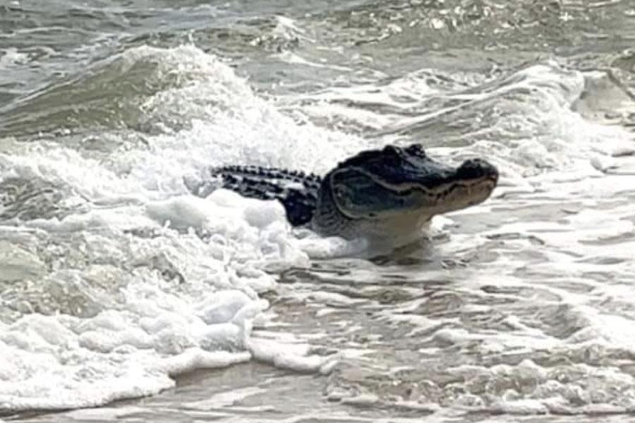 ¡Aguas! Alertan a bañistas sobre presencia de cocodrilos en Playas de Michoacán 