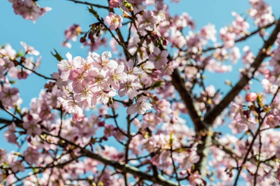 cherry blossom tree, cherry tree in bloom