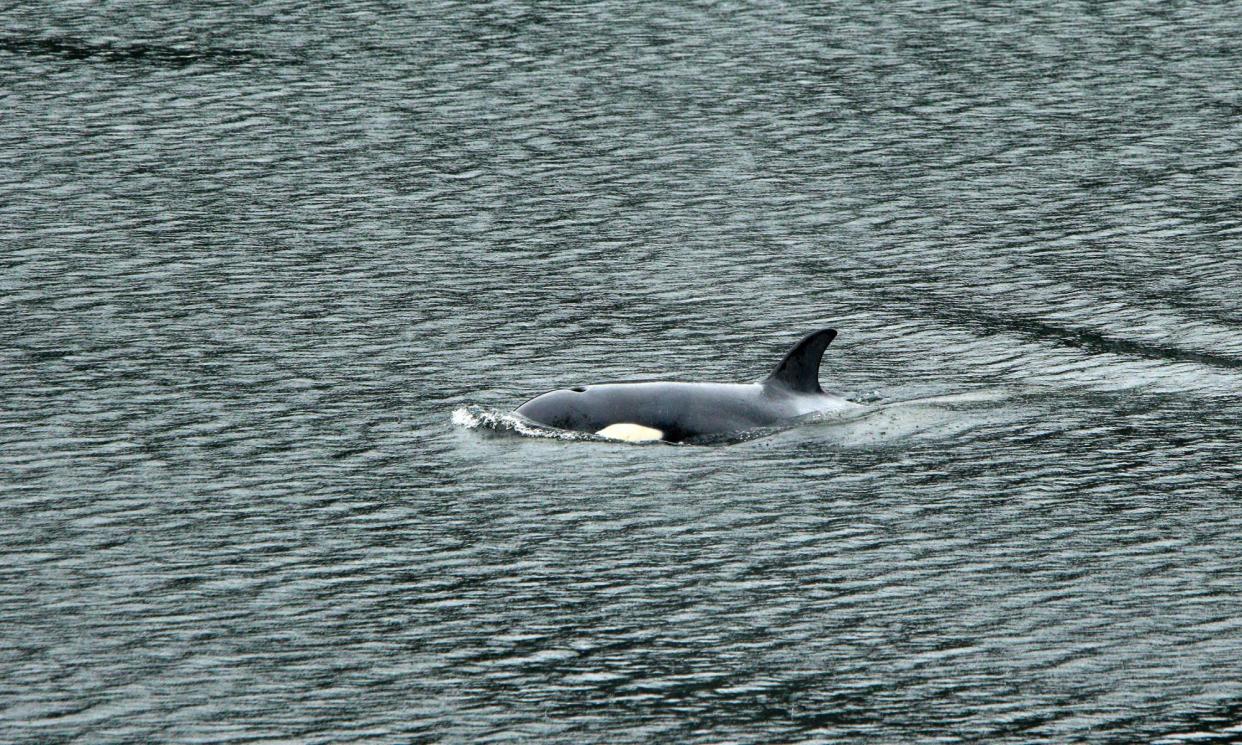 <span>The orphaned two-year-old female orca calf swims in a lagoon near Zeballos, British Columbia, on 11 April.</span><span>Photograph: Chad Hipolito/AP</span>