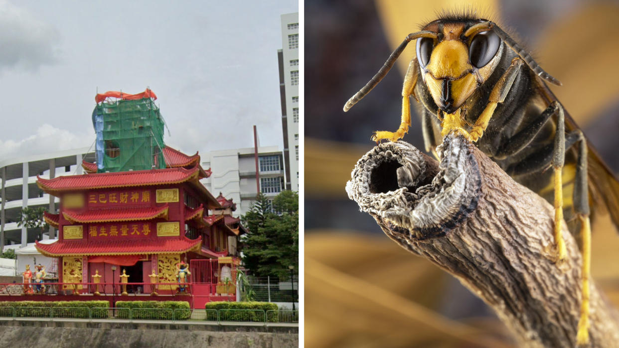 God of Wealth temple in Sembawang (left), Asian hornet (right): Photos: Google Street View, Getty Images