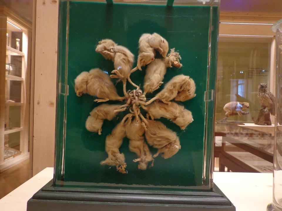 A museum display showing a "rat king," with multiple rats tangled together by their tails. The specimen is encased in a glass box