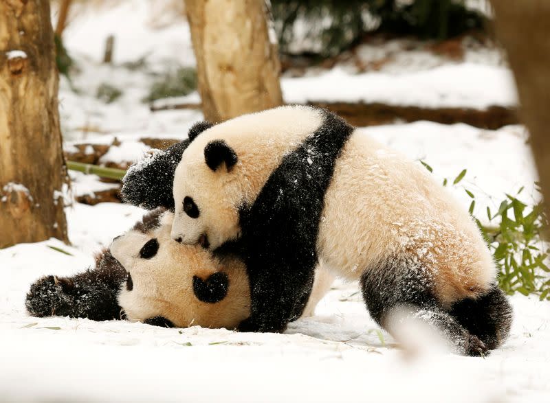 FILE PHOTO: Mother panda Mei Xiang and cub Bao Bao wrestle at National Zoo after snow storm in Washington