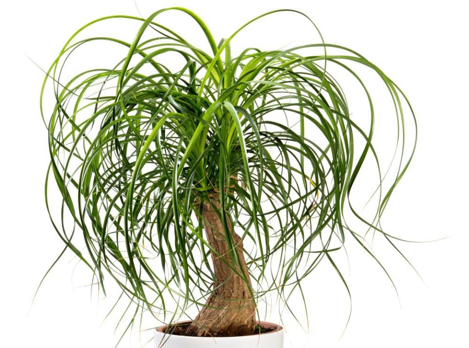 Ponytail Palm, potted in a large white tub isolated on white