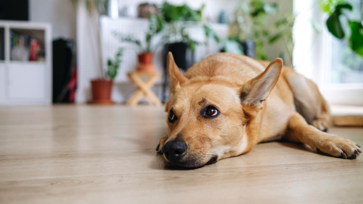  Dog lying on hardwood floor. 